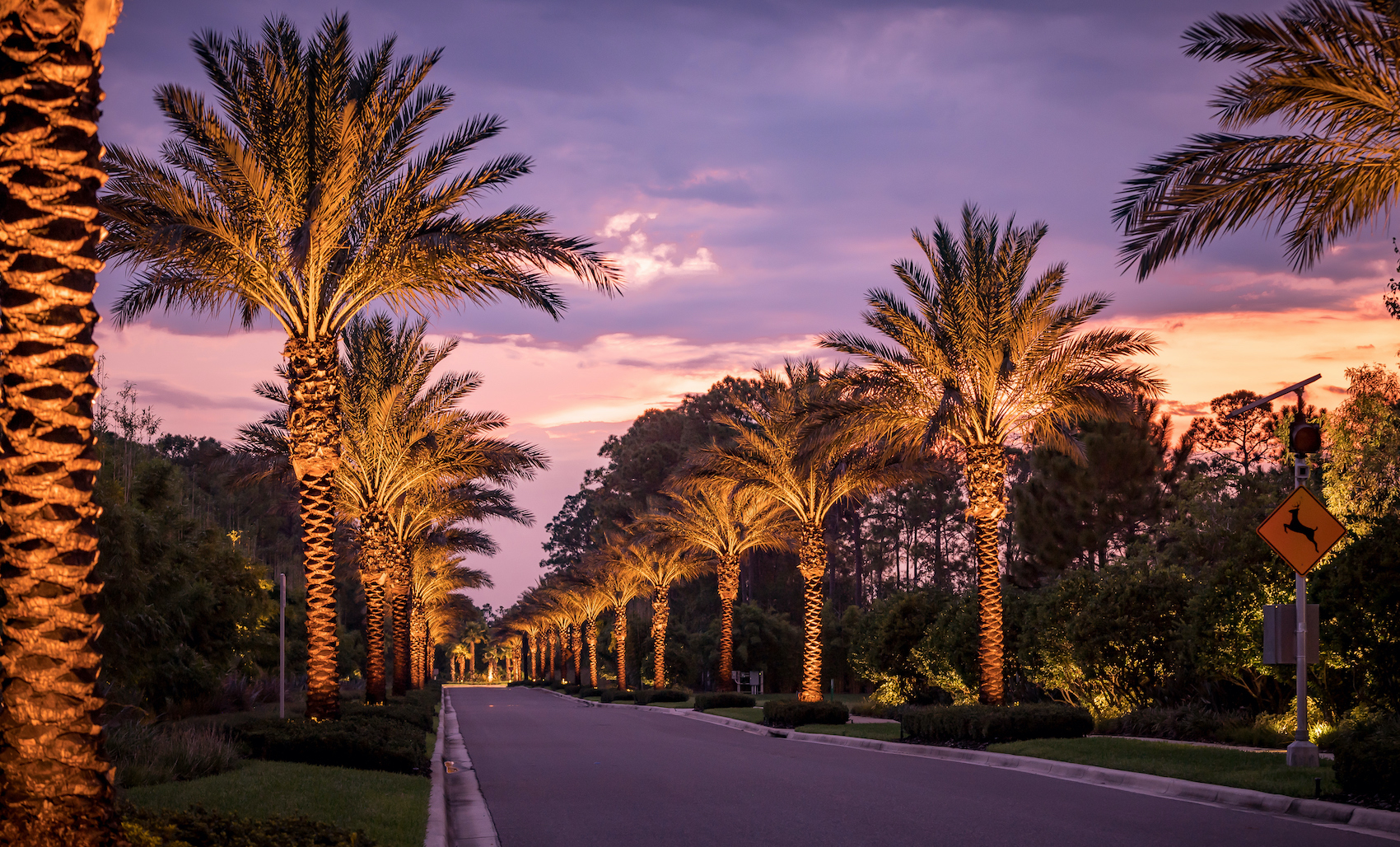 Driveway Palmtrees.jpeg